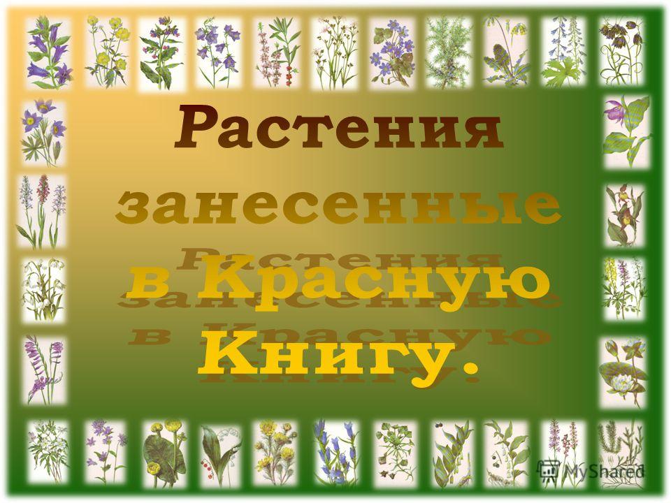 Растения Занесенные В Красную Книгу Мордовии