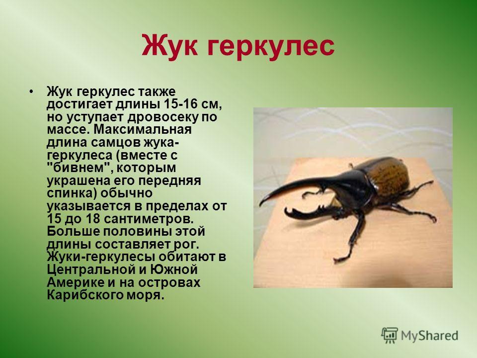 Жук Геркулес Фото И Описание 4 Класс