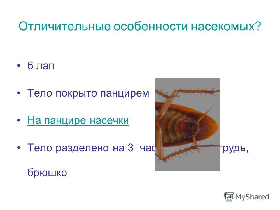 Усики у бабочек сделать Усики у бабочек сделать