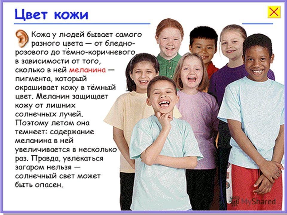 Кожа пограничник организма 4 класс презентация Кожа пограничник организма 4 класс презентация