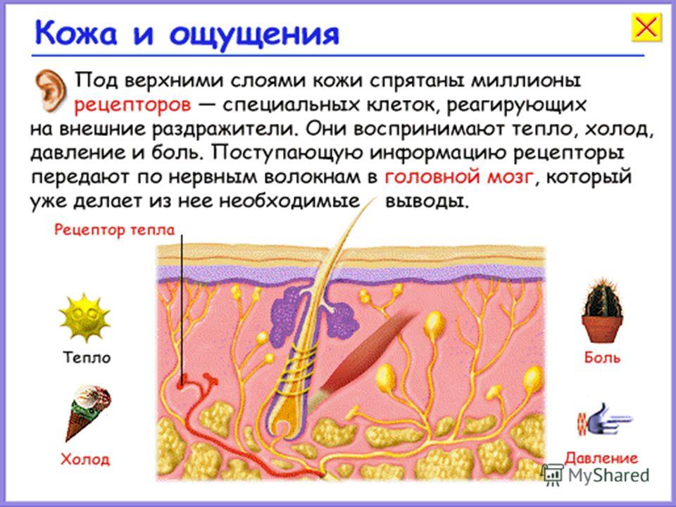Кожа пограничник организма 4 класс презентация Кожа пограничник организма 4 класс презентация