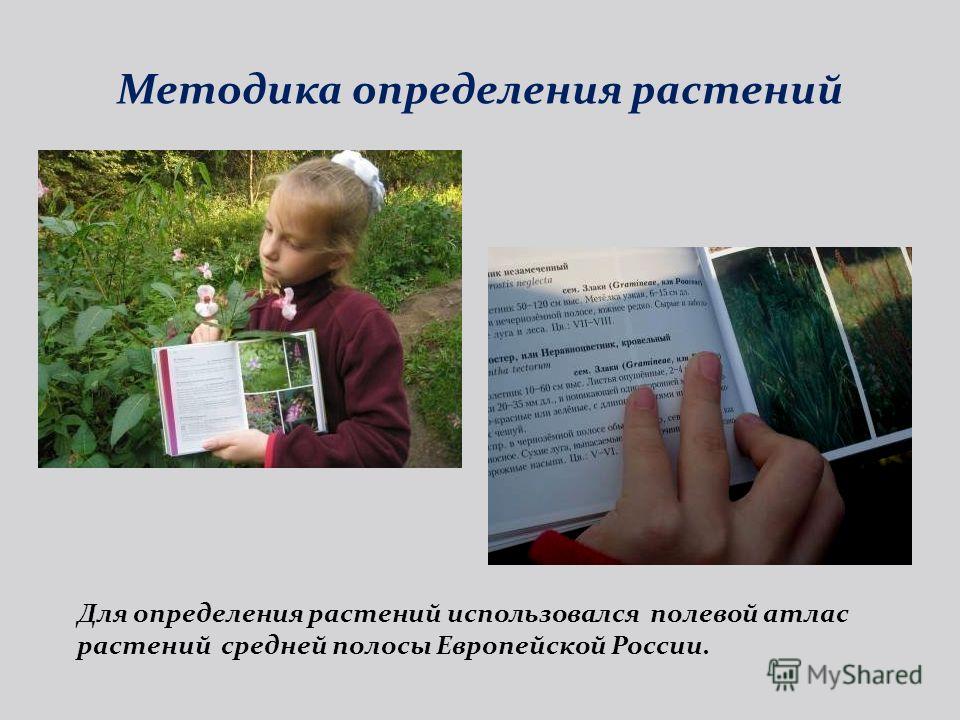 Презентация на тему: "Конкурсная работа, секция "естествознание" Работу выполнил