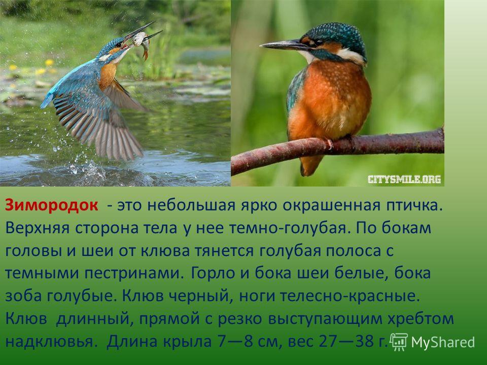 Птицы Смоленской Области Фото