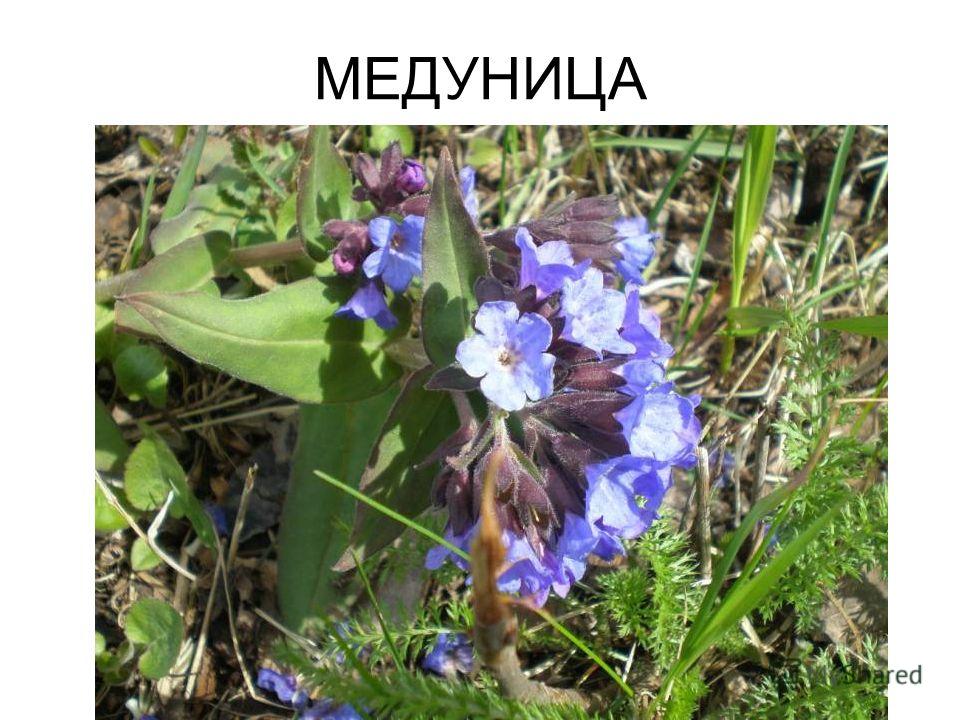 Медуница презентация