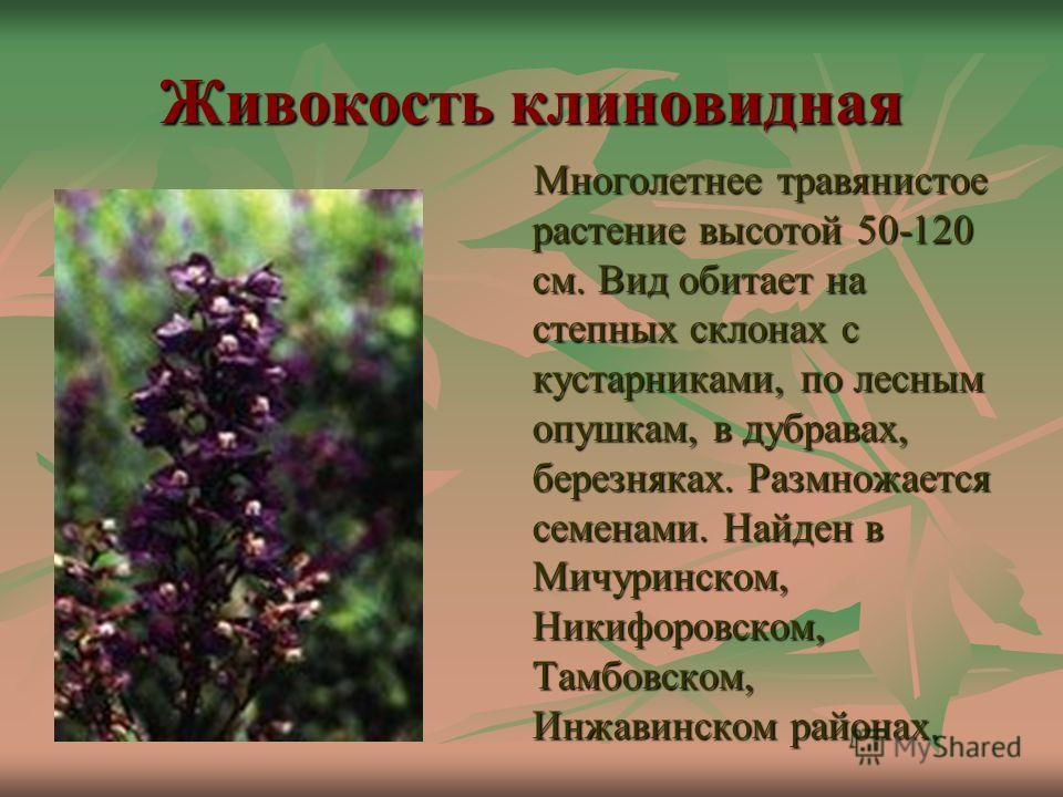 Двухлетние растения Тамбовского края
