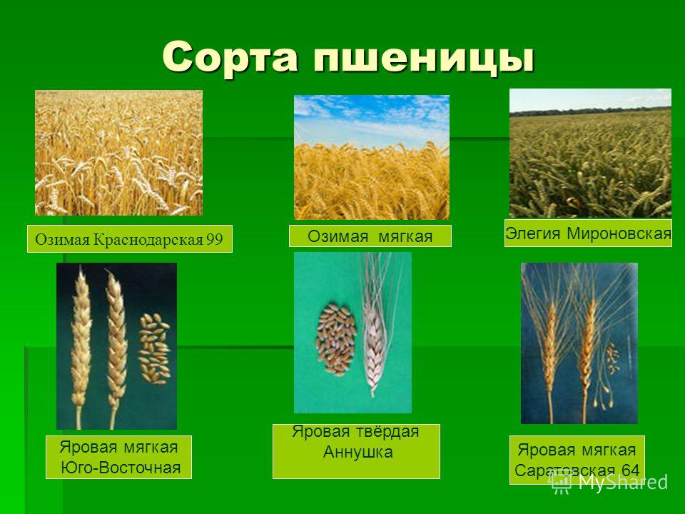 Сорт пшеницы в татарстане Сорт пшеницы в татарстане