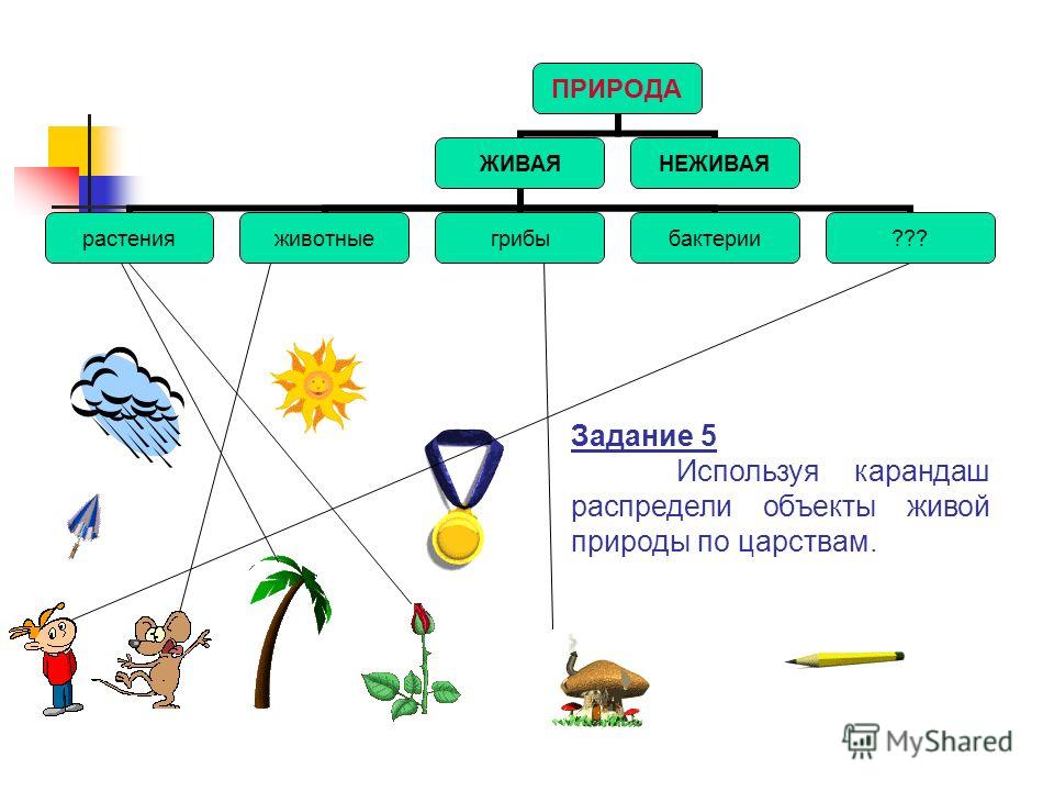 Природа живая и не живая схема Природа живая и не живая схема