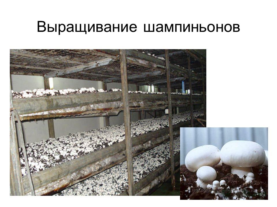 Технология выращивания шампиньонов 8