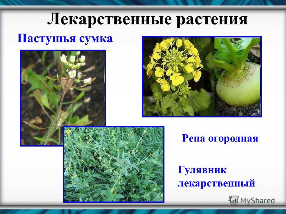 Лекарственные растения Пастушья сумка Репа огородная Гулявник лекарственный