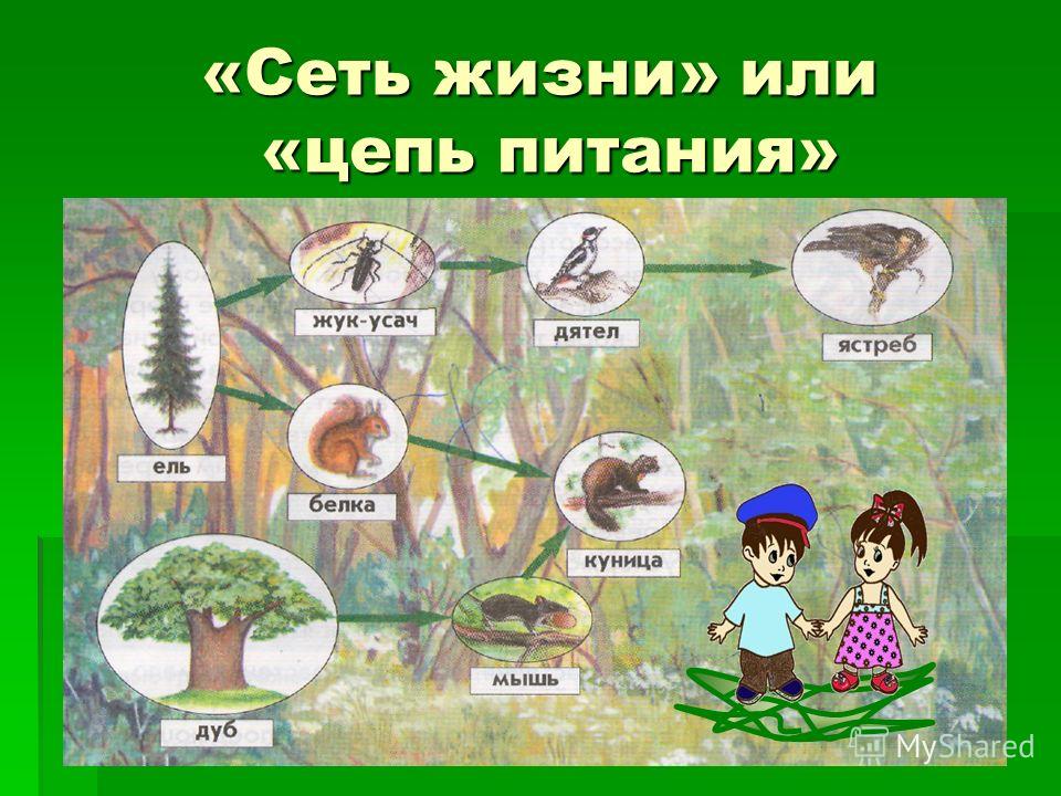 Составьте 2-3 цепи питания, характерные для лесного сообщества.