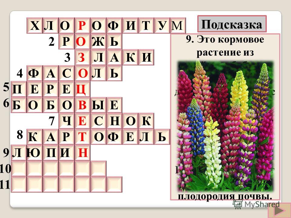 Растение высокое яркие цветы Растение высокое яркие цветы