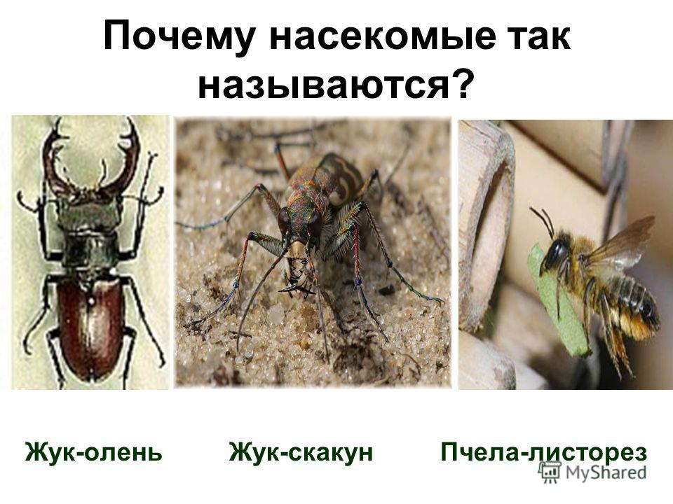 Почему насекомые так называются? Жук-олень Жук-скакун Пчела-листорез