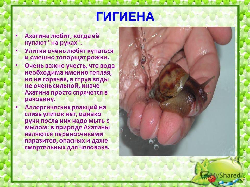 В чем живет улитка ахатина в домашних условиях