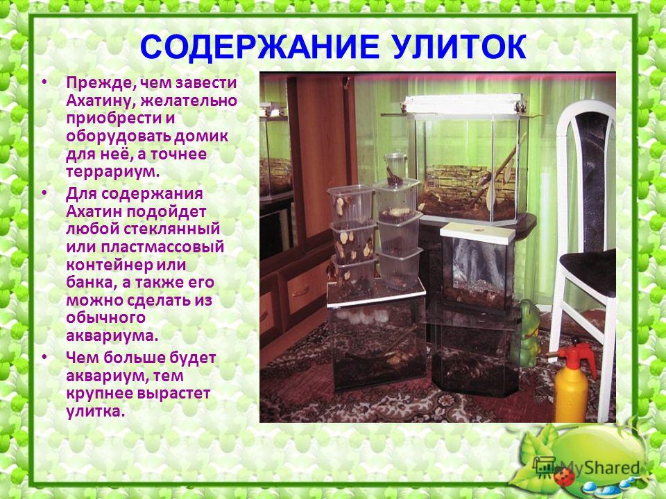 Как ухаживать за улиткой в домашних условиях маленькие Как ухаживать за улиткой в домашних условиях маленькие