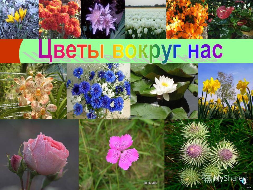 и на скалах растут цветы слушать и на скалах растут цветы слушать