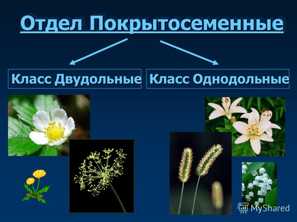 Доклад по биологии 6 класс цветковые растения