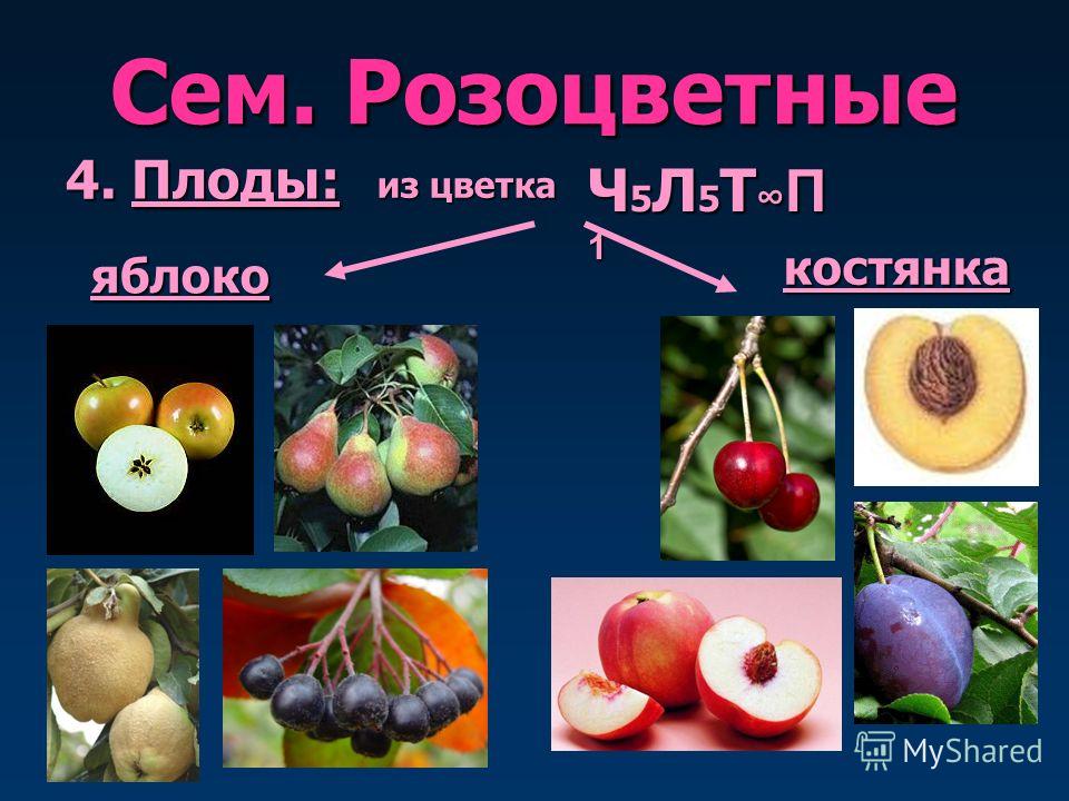 Сем. Розоцветные 4. Плоды: яблоко из цветка костянка Ч 5 Л 5 Т П 1