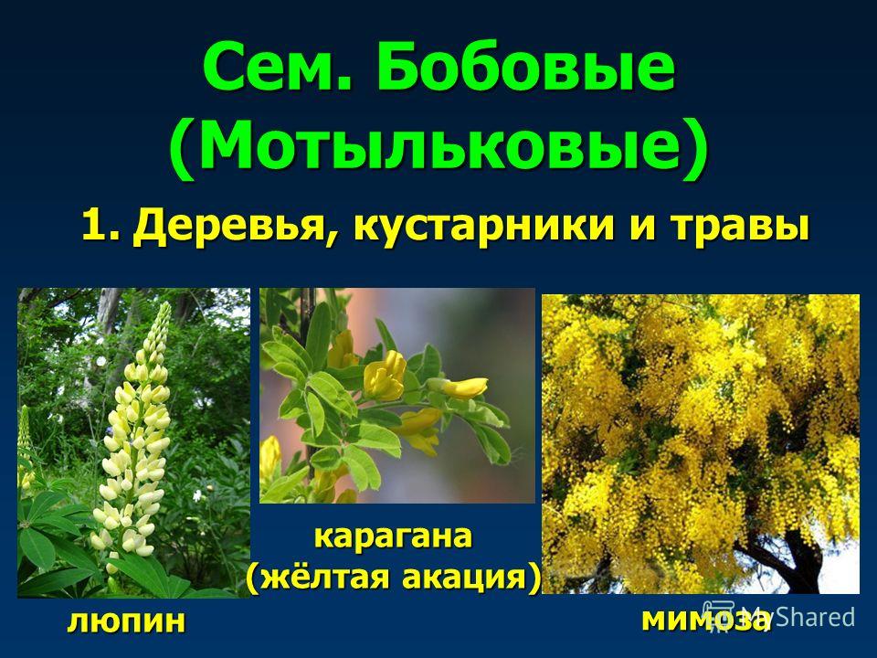 1. Деревья, кустарники и травы люпин караганда (жёлтая акация) мимоза