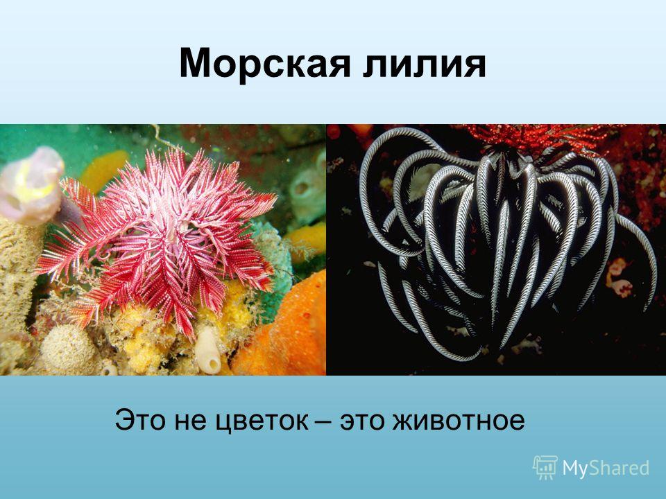 Морская лилия Это не цветок – это животное