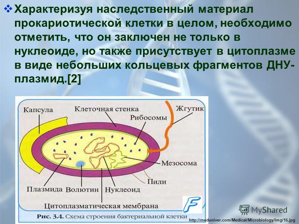 Комбинированная схема строения прокариотической клетки Комбинированная схема строения прокариотической клетки