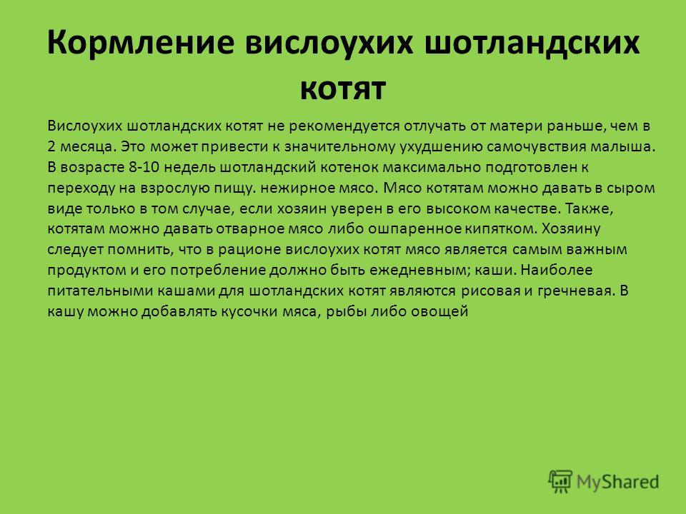 Чем кормить месячного котёнка в домашних условиях Чем кормить месячного котёнка в домашних условиях