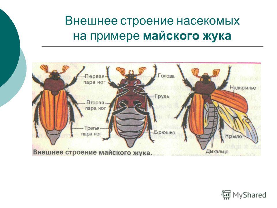 Внешнее строение насекомых на примере майского жука