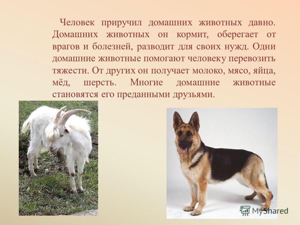 Реферат человек и животные 3321