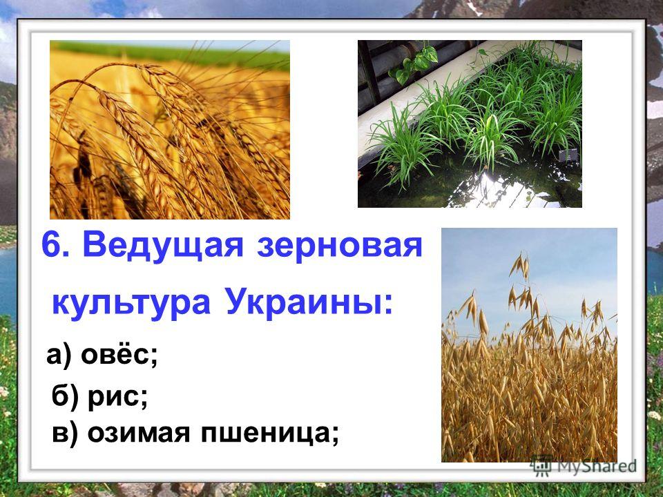 б) рис; в) озимая пшеница; а) овёс; 6. Ведущая зерновая культура Украины: