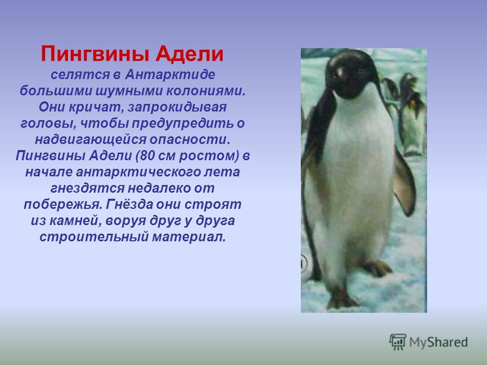 Животные Антарктики - Начальные классы - Презентации - 3 класс