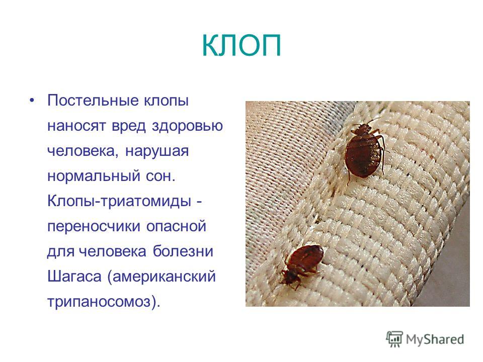 К чему снятся клопы на теле человека К чему снятся клопы на теле человека