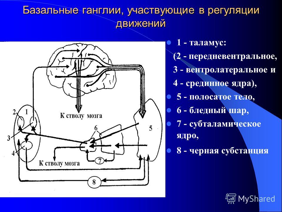 Ядро таламуса связанное с регуляцией движений находится Ядро таламуса связанное с регуляцией движений находится