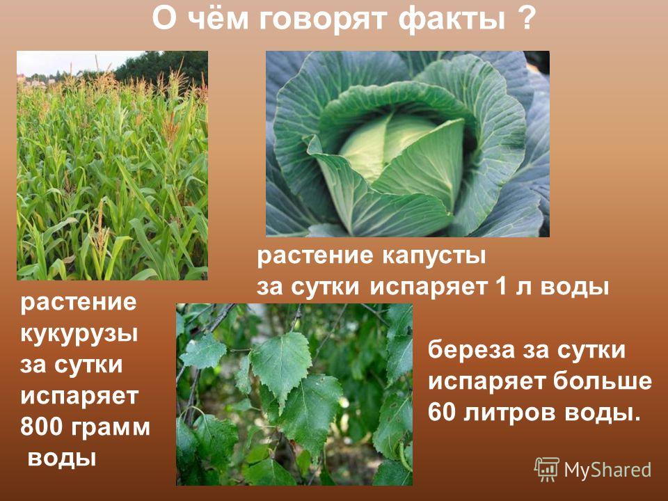 Можно ли тюльпан посадить в горшок Можно ли тюльпан посадить в горшок
