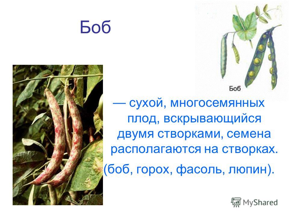Фасоль плод или семя Фасоль плод или семя