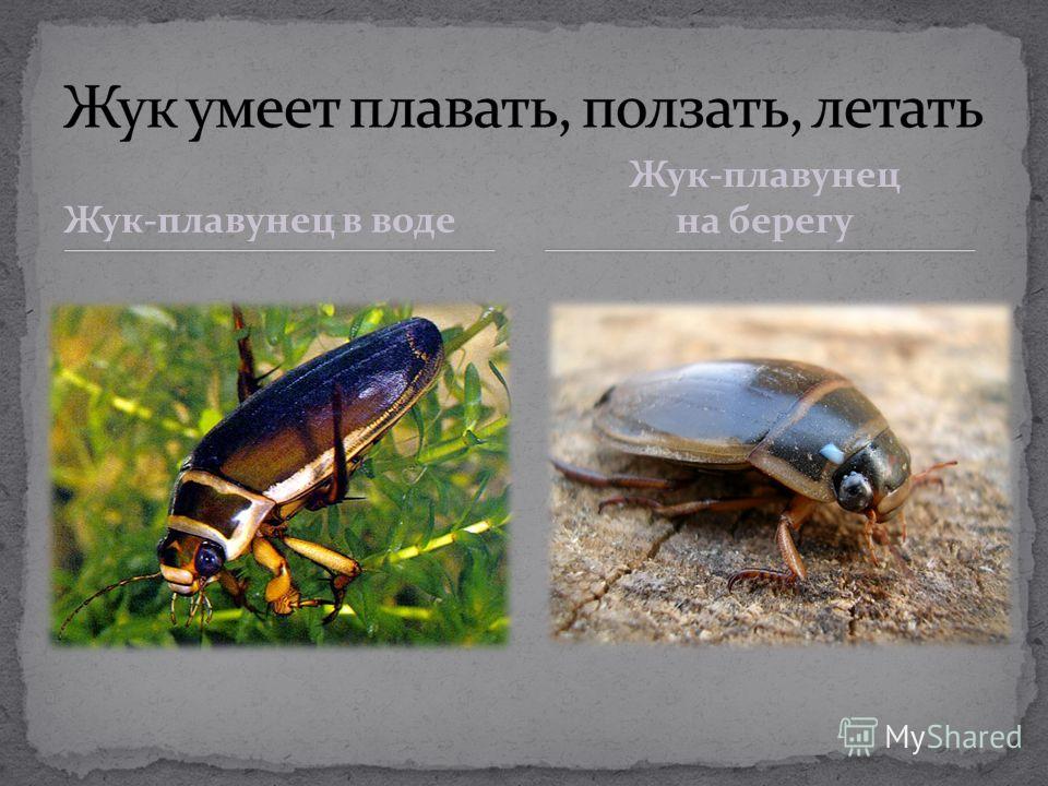 организм среда обитания паразита организм среда обитания паразита