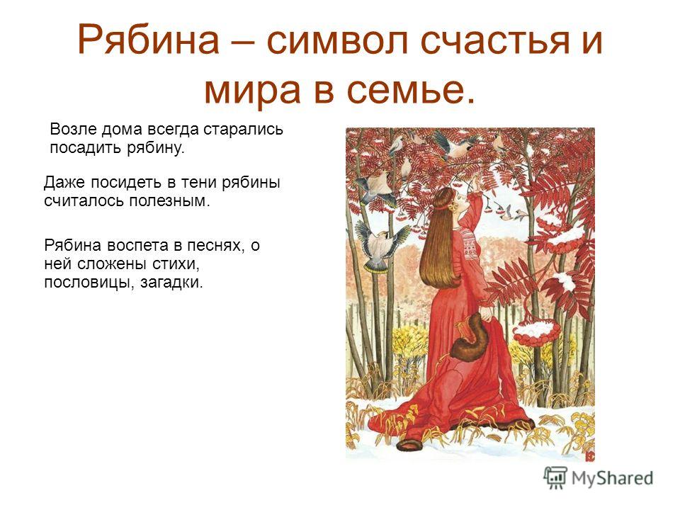 Как посадить рябину возле дома Как посадить рябину возле дома