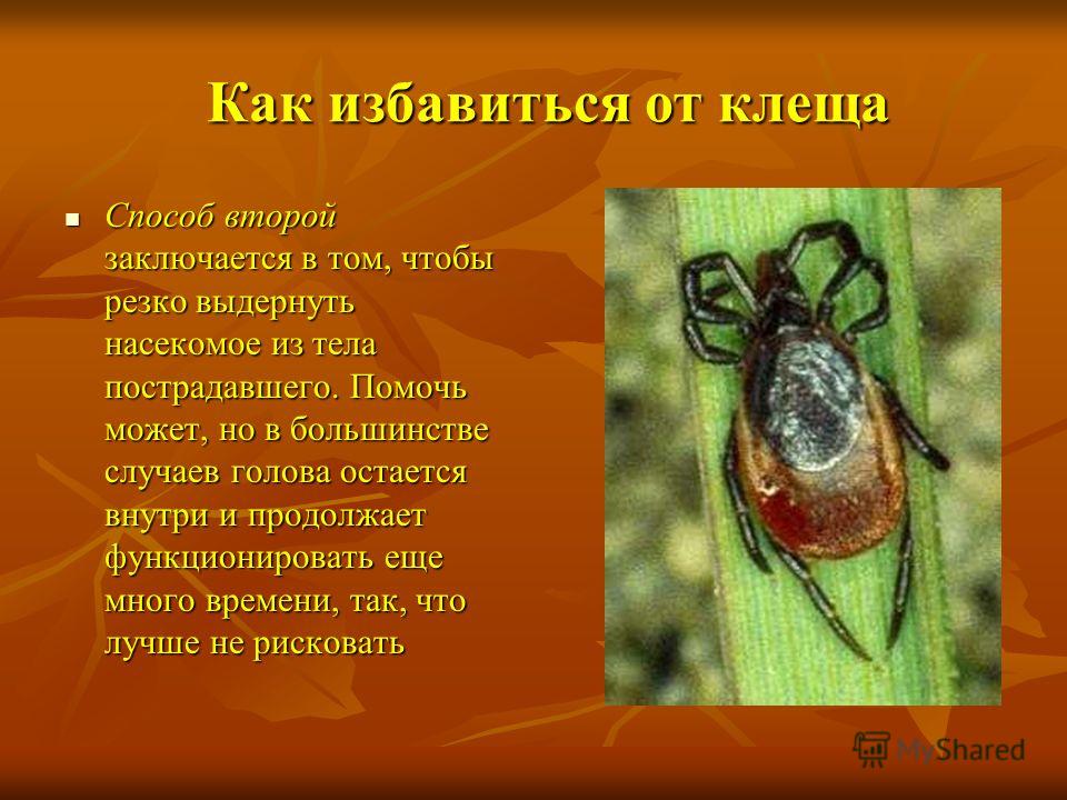 Домашние пылевые клещи : фото, симптомы, как избавиться от клещей в квартире Постельные клещи (фото ) - как выявить и чем вывести паразитов