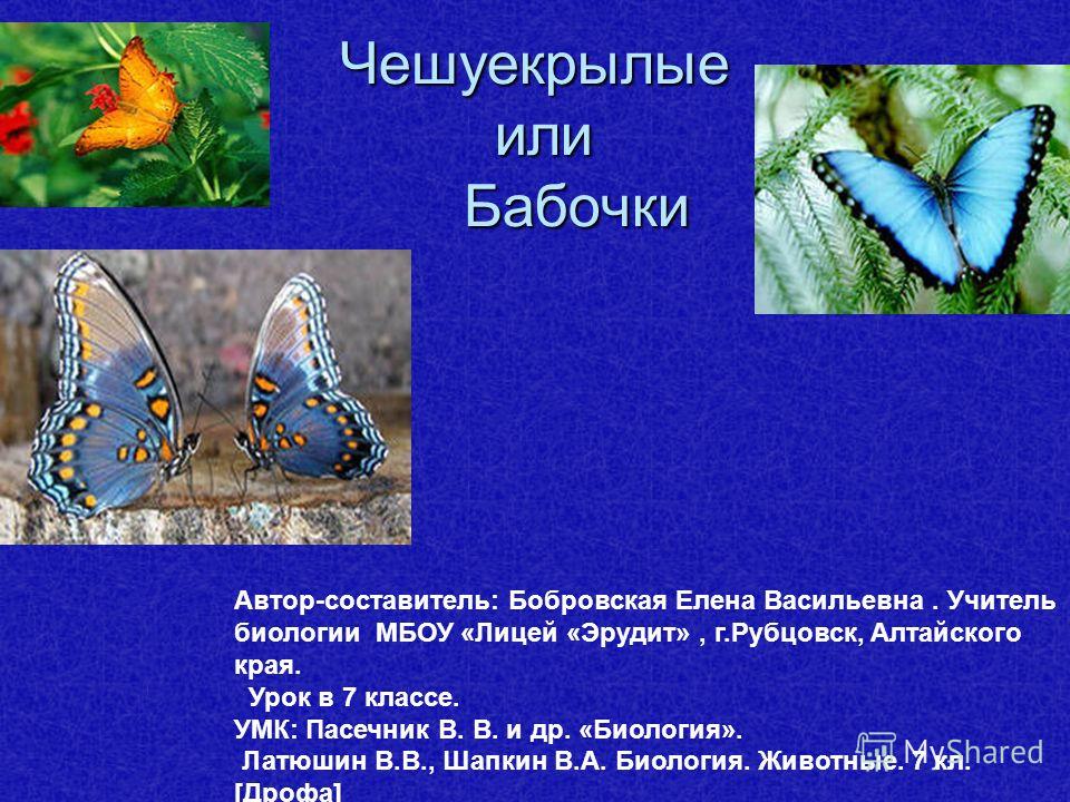 План урока биология 7 класс автор латюшин тема бабочки