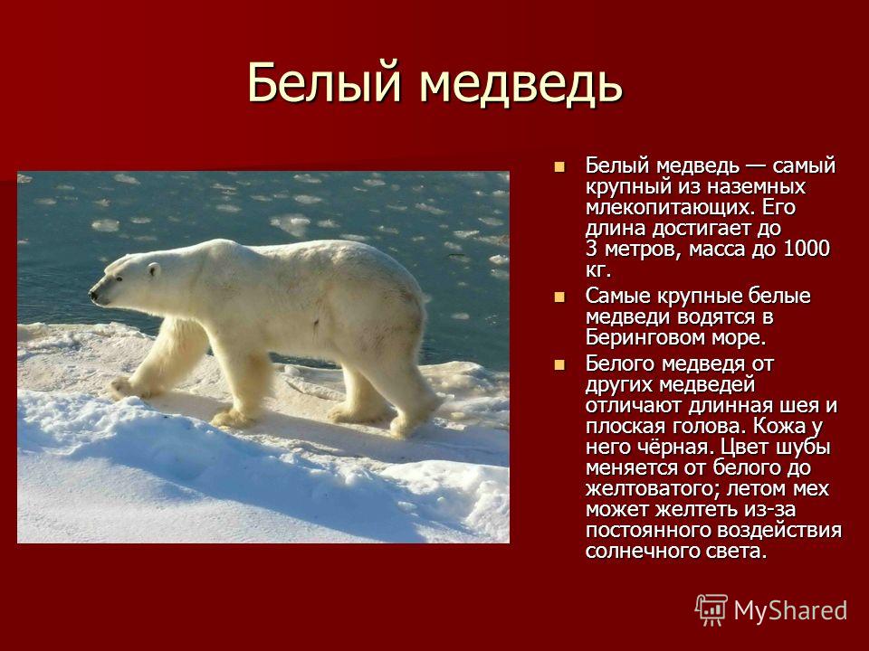 Белый медведь Белый медведь самый крупный из наземных млекопитающих. Его длина достигает до 3 метров, масса до 1000 кг. Белый медведь самый крупный из наземных млекопитающих. Его длина достигает до 3 метров, масса до 1000 кг. Самые крупные белые медв
