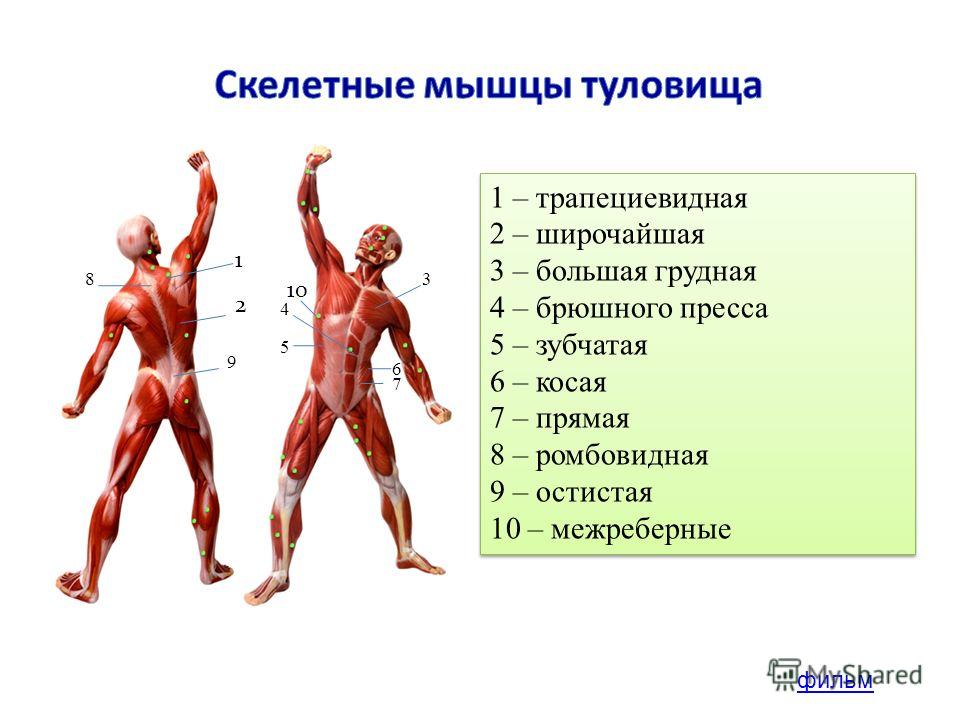 Влияние занятий спортом на скелет
