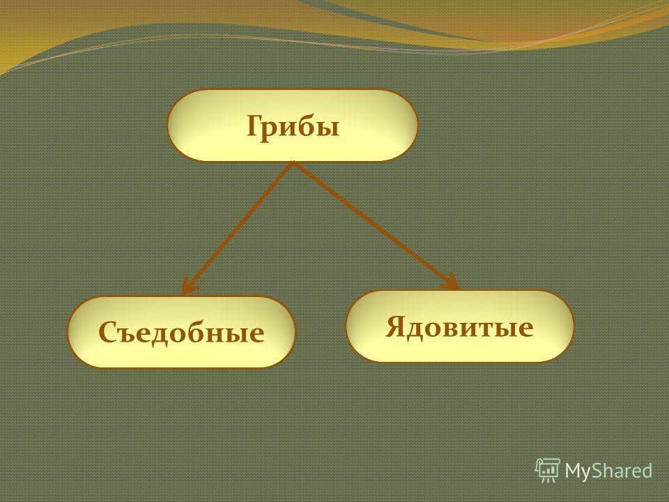 Болит живот врач не может найти причину