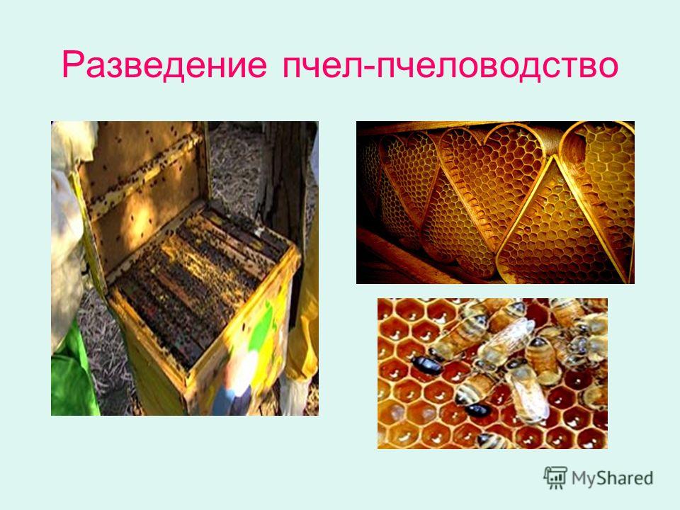 Разведение пчел-пчеловодство