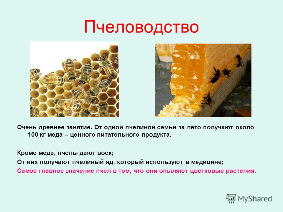 Пчеловодство Очень древнее занятие. От одной пчелиной семьи за лето получают около 100 кг меда – ценного питательного продукта. Кроме меда, пчелы дают воск; От них получают пчелиный яд, который используют в медицине; Самое главное значение пчел в том