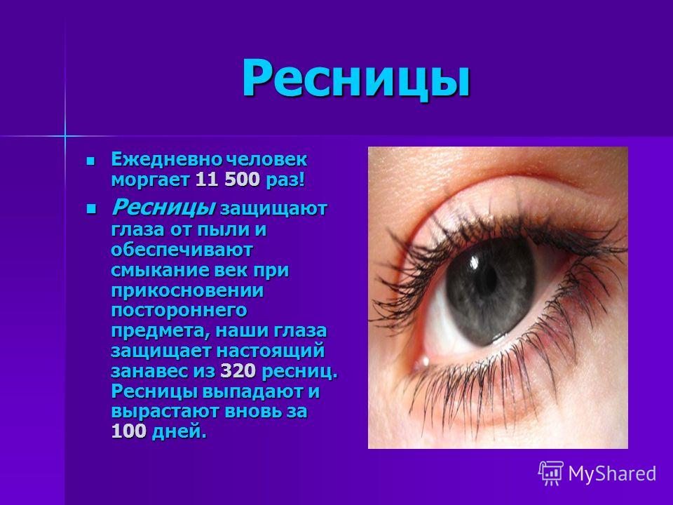 Ресница глаза человека Ресница глаза человека