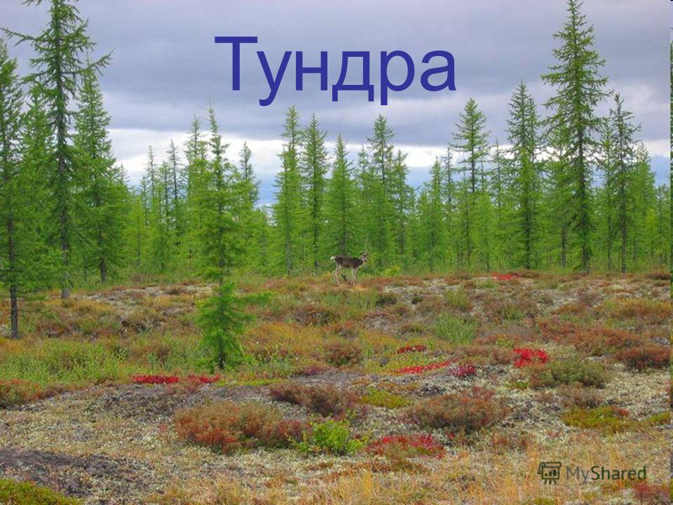 Тундра равнина