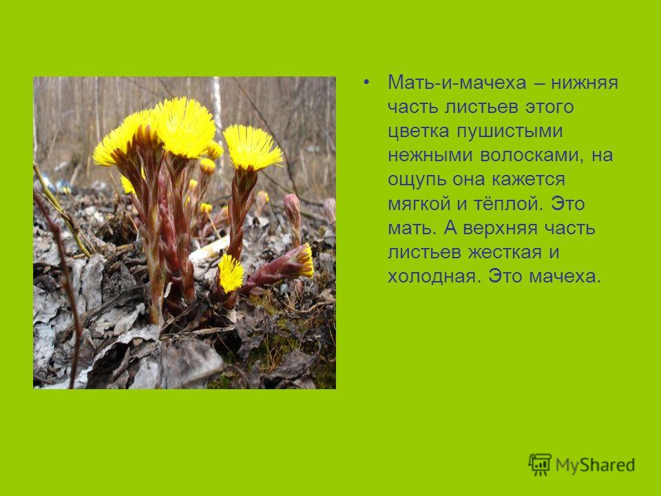 Пионы травянистые, сорта, гибриды пиона купить в в Медуница Википедия