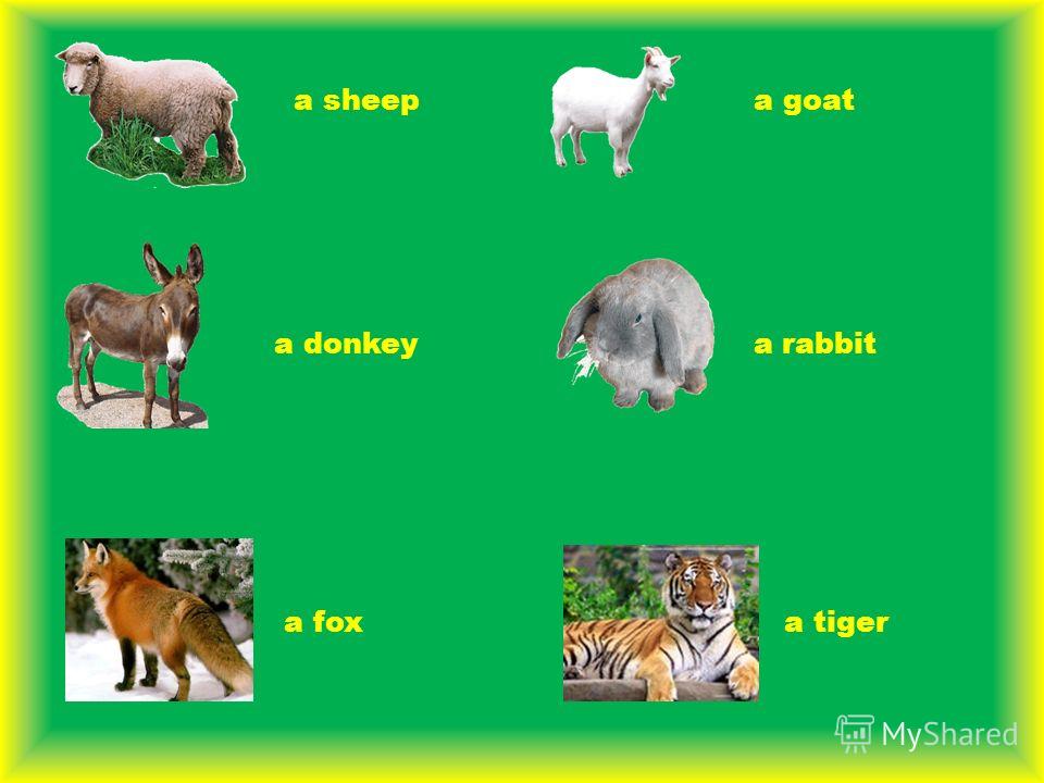 Презентации по теме животные на английском языке 6 класс биболетова