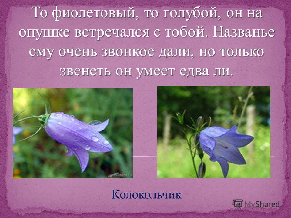 вырос в поле колокольчик слушать вырос в поле колокольчик слушать