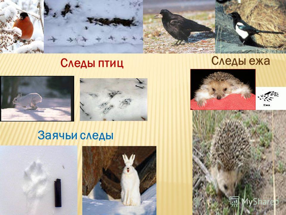 Картинки следов птиц зимой Картинки следов птиц зимой