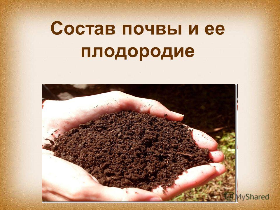 Реферат: Состав и свойства почвы