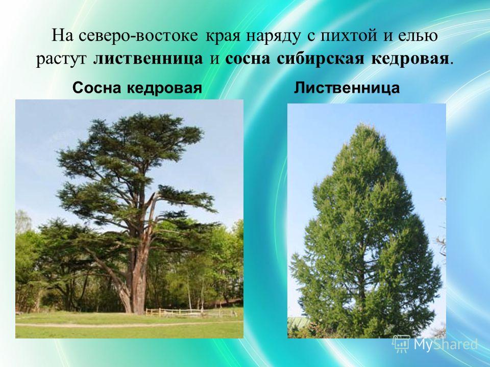 Деревья Пермского Края Фото